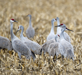 Sandhill Cranes 3602